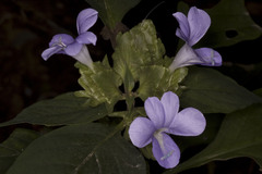 Barleria strigosa